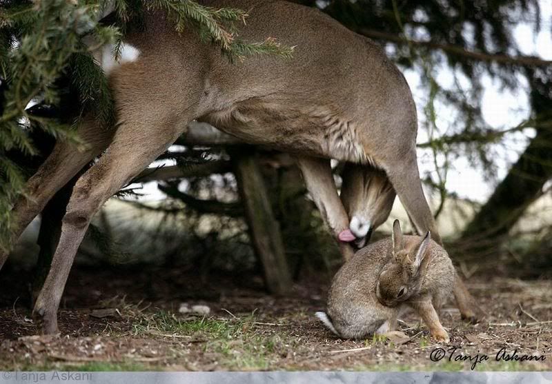 deerrabbit8.jpg