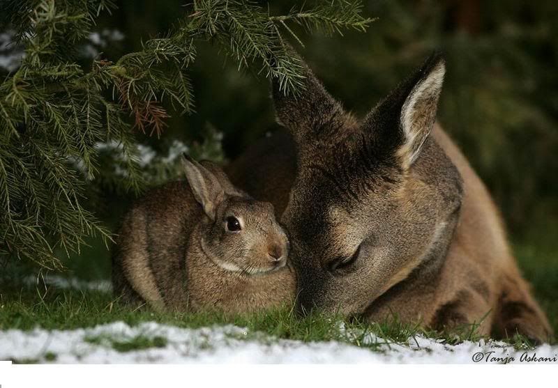 deerrabbit9.jpg