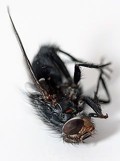 deadfly.jpg
