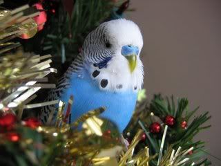 CaspyChristmas06.jpg
