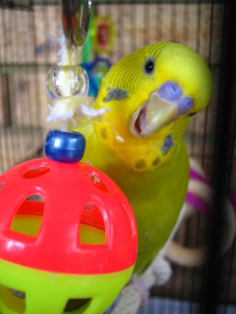 moresmokey020.jpg