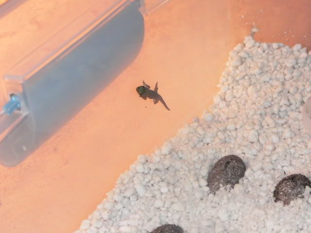 NewBornDayGecko.jpg