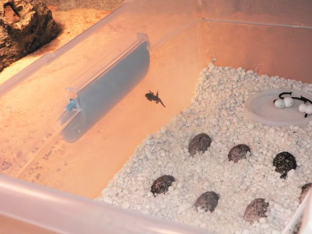 NewBornDayGecko2.jpg