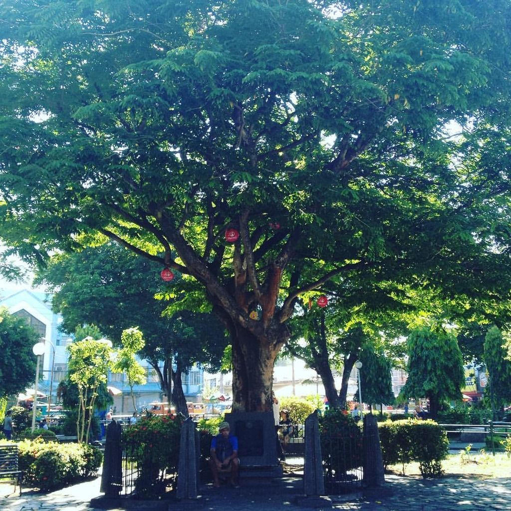 Bacolod City Plaza in Negros Occidental, Philippines Tindalo tree planted in 1938 by President Manuel L. Quezon at the Bacolod City Plaza in Negros Occidental, Philippines
