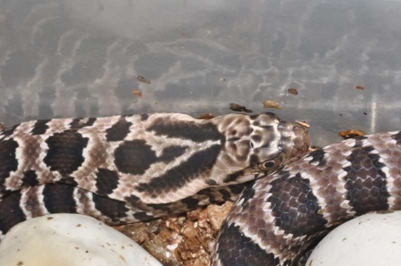 Loads of false water cobra pictures. - Reptile Forums