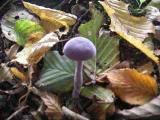 Purple_toadstool.jpg