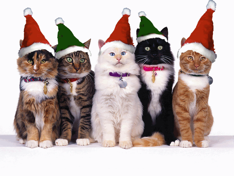 cats with hats