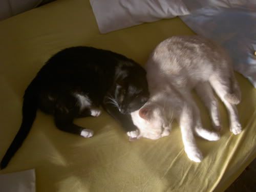 CarlotaandFelipe.jpg