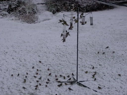 Snowetc26-2-04003-67birds.jpg