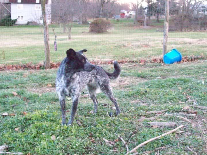 Pit Heeler