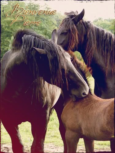 Frison chevaux horses