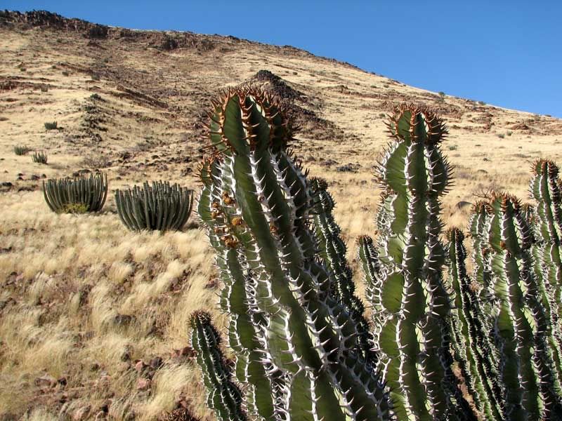 Euphorbia Virosa