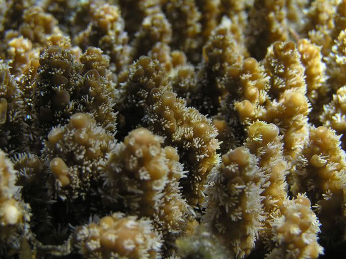 09-Acropora-at-stephens-ho.jpg