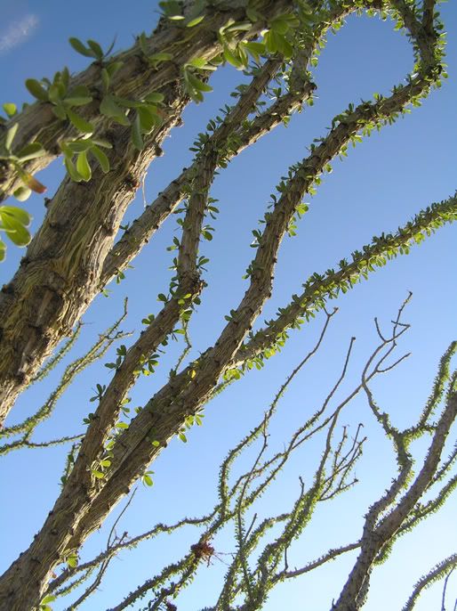 cactus----Joshua-tree.jpg