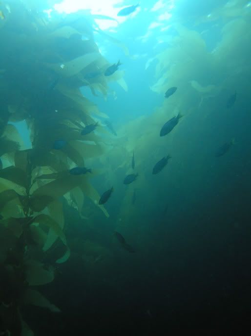 chromis-in-kelp-CatalinaCalifornia.jpg