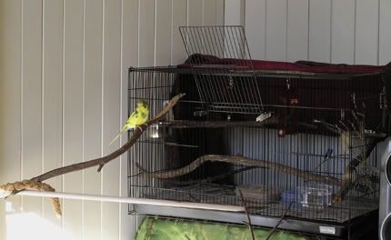 whole-cage.jpg