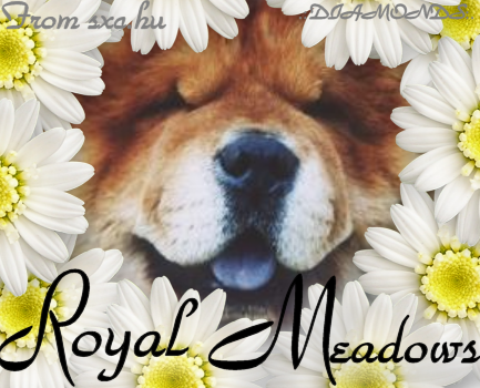 Royal Meadows ~Seanán~