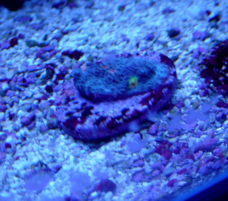 Miami Hurricane Zoas