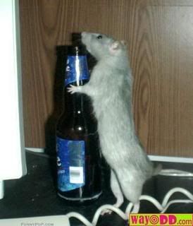 funny-pictures-alchoholic-rat-1Mm.jpg