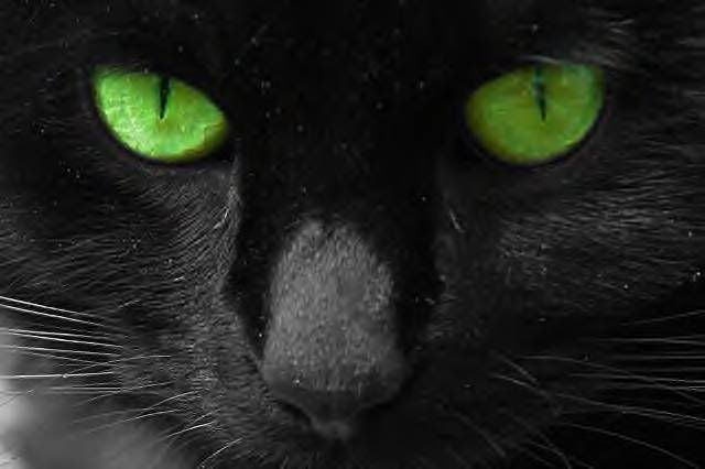 black cat eyes. Black cat, Green eyes Pictures