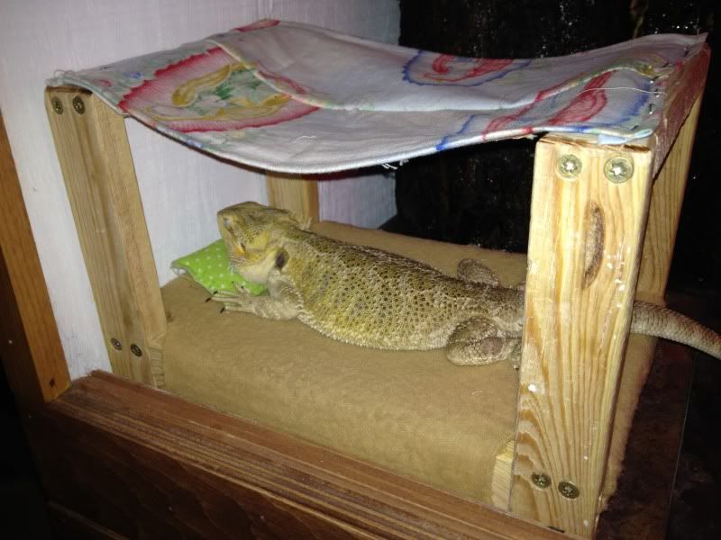 Bearded Dragon Sleeps Out of Cage.. DIY Bed? • Bearded