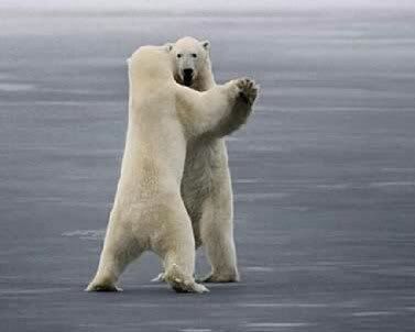 funny_pictures_Polar_Bear_Waltz.jpg