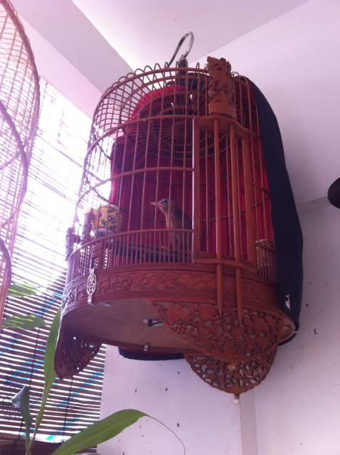 thanh lí chim họa mi , lửa, lồng, chạm lủng, cặp sóc lửa - 1