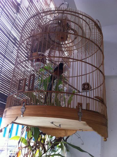 thanh lí chim họa mi , lửa, lồng, chạm lủng, cặp sóc lửa - 4