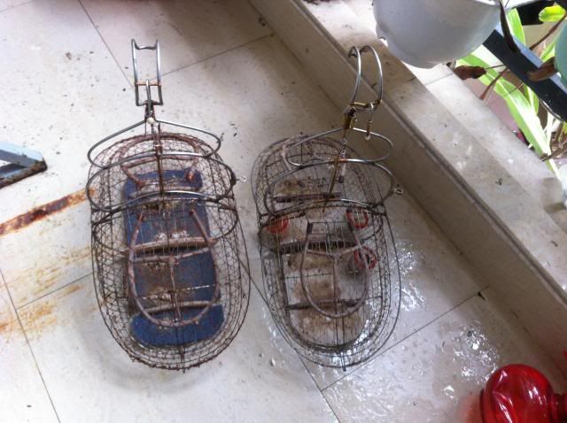 thanh lí chim họa mi , lửa, lồng, chạm lủng, cặp sóc lửa - 5