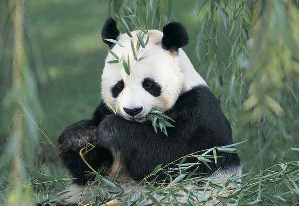  photo panda.jpg