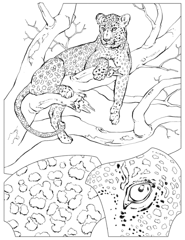 Leopard coloring page Pictures, Images and Photos