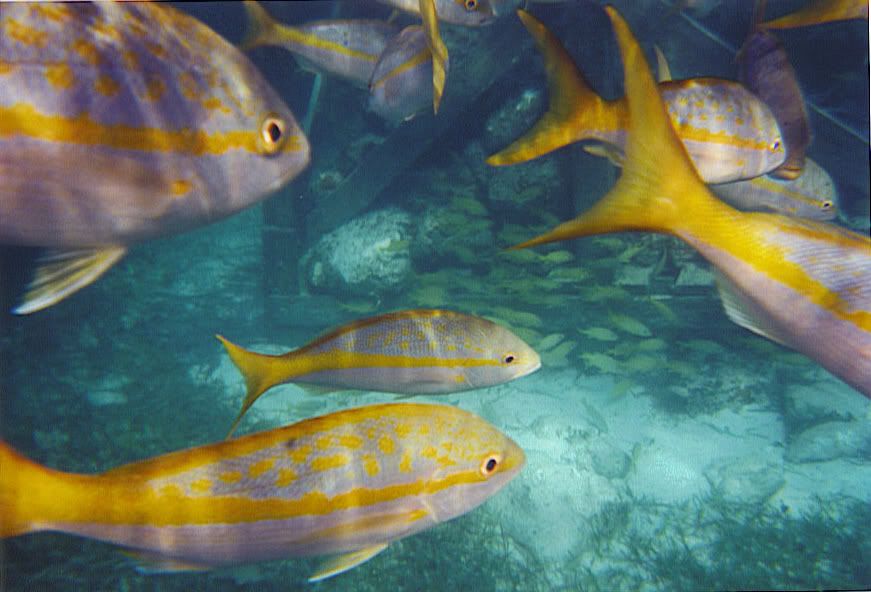 873f.jpg Snorkeling in the Bahamas image by beamy420