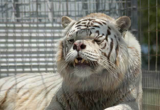 deformed white tiger pictures. deformed white tiger Pictures