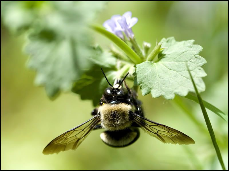 IMAGE: http://i38.photobucket.com/albums/e141/Captain078/Bee-1.jpg