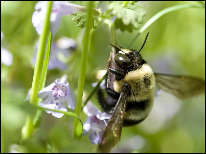 IMAGE: http://i38.photobucket.com/albums/e141/Captain078/Bee-2.jpg