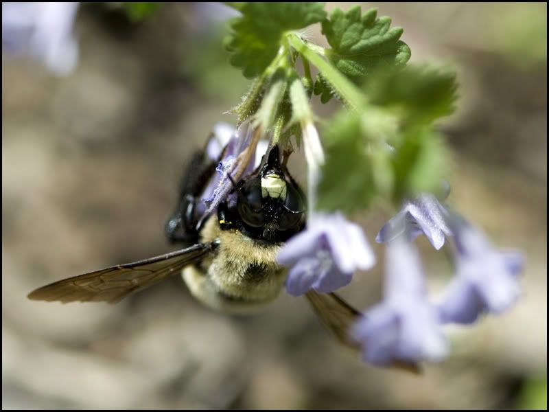 IMAGE: http://i38.photobucket.com/albums/e141/Captain078/Bee-3.jpg