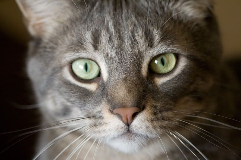 IMAGE: http://i38.photobucket.com/albums/e141/Captain078/Chester-1.jpg