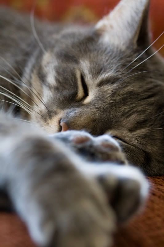 IMAGE: http://i38.photobucket.com/albums/e141/Captain078/Chester-2.jpg