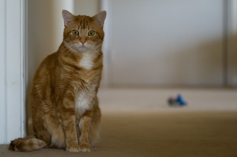 IMAGE: http://i38.photobucket.com/albums/e141/Captain078/Rocky-1.jpg