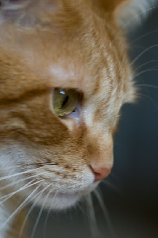 IMAGE: http://i38.photobucket.com/albums/e141/Captain078/Rocky-2.jpg