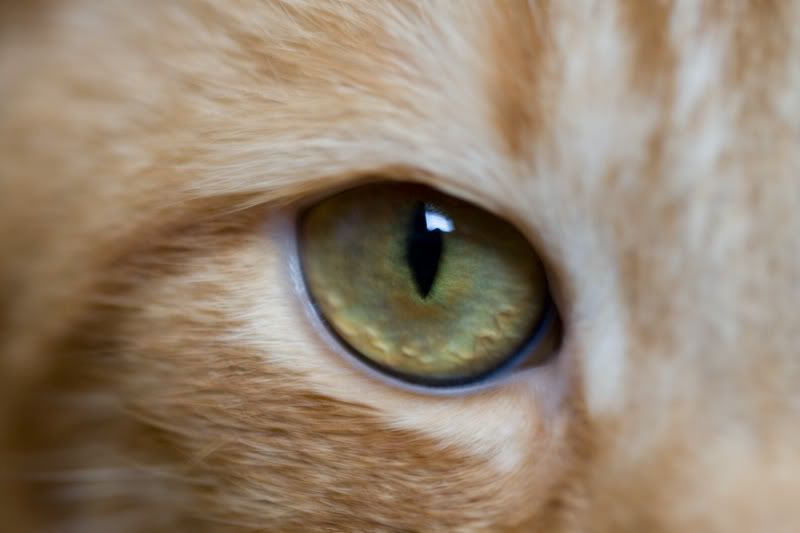 IMAGE: http://i38.photobucket.com/albums/e141/Captain078/Rocky-3.jpg