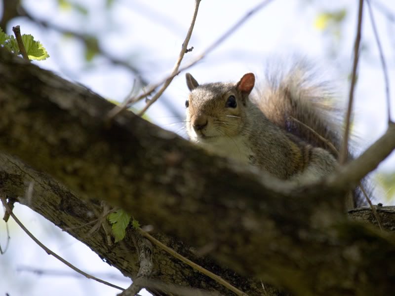 IMAGE: http://i38.photobucket.com/albums/e141/Captain078/Squirrel.jpg