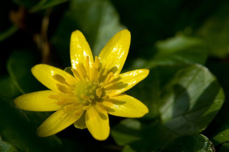 IMAGE: http://i38.photobucket.com/albums/e141/Captain078/flower-1.jpg