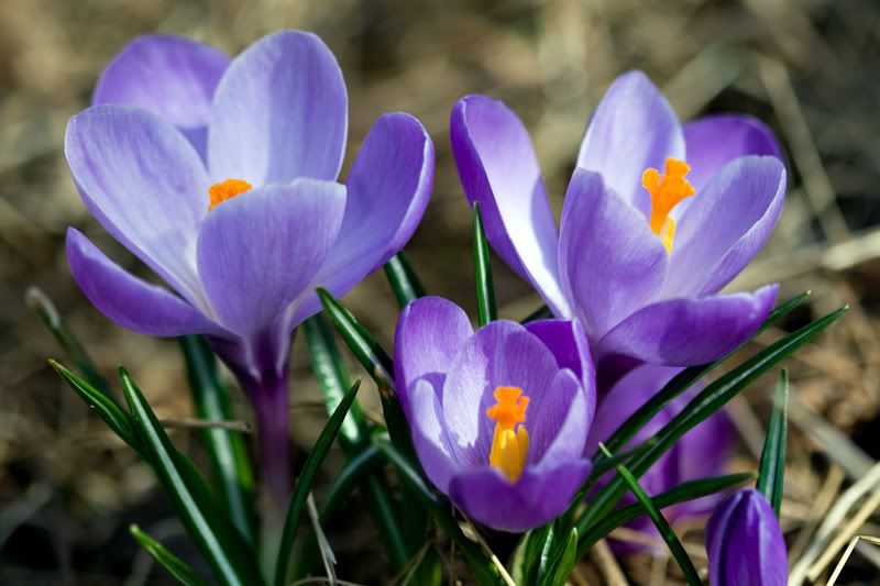 IMAGE: http://i38.photobucket.com/albums/e141/Captain078/flower-3.jpg