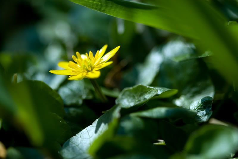 IMAGE: http://i38.photobucket.com/albums/e141/Captain078/flower-4.jpg