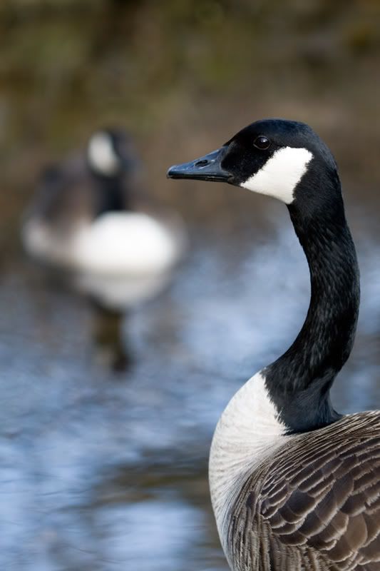 IMAGE: http://i38.photobucket.com/albums/e141/Captain078/goose-1.jpg