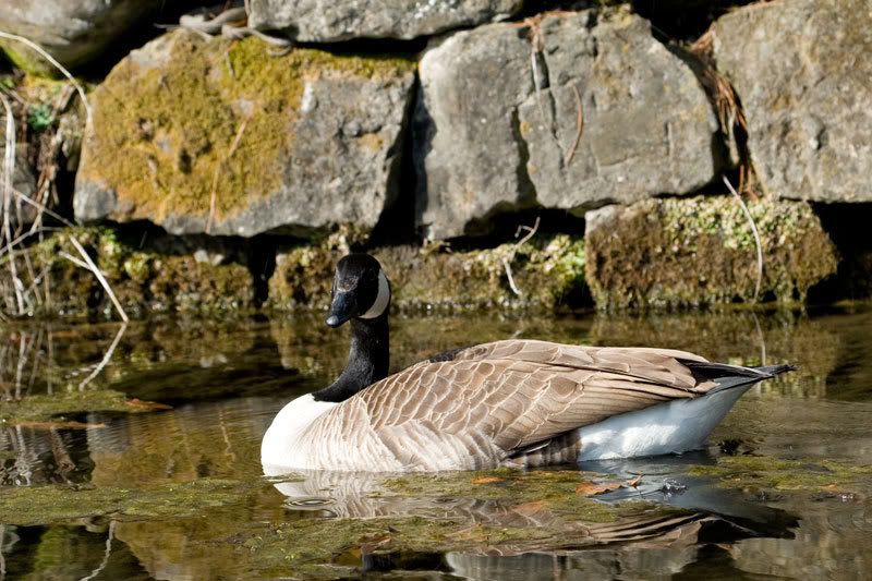 IMAGE: http://i38.photobucket.com/albums/e141/Captain078/goose-2.jpg