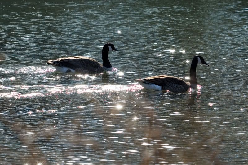 IMAGE: http://i38.photobucket.com/albums/e141/Captain078/goose-3.jpg