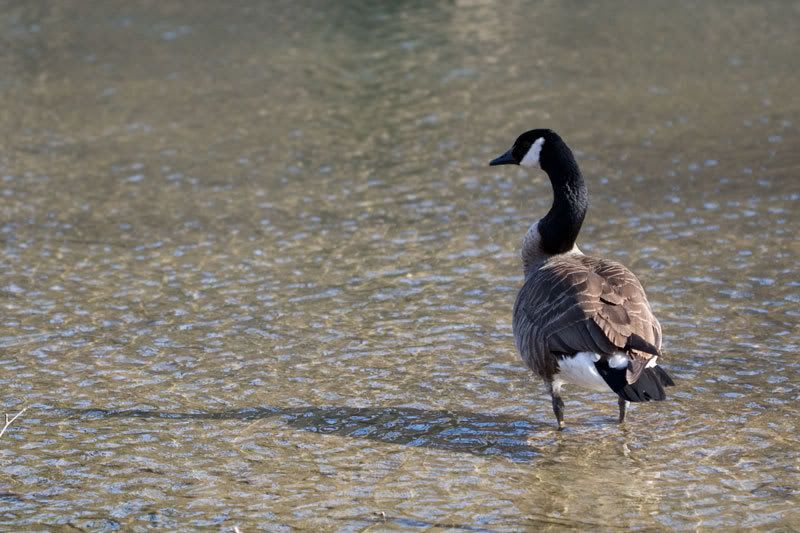 IMAGE: http://i38.photobucket.com/albums/e141/Captain078/goose-4.jpg