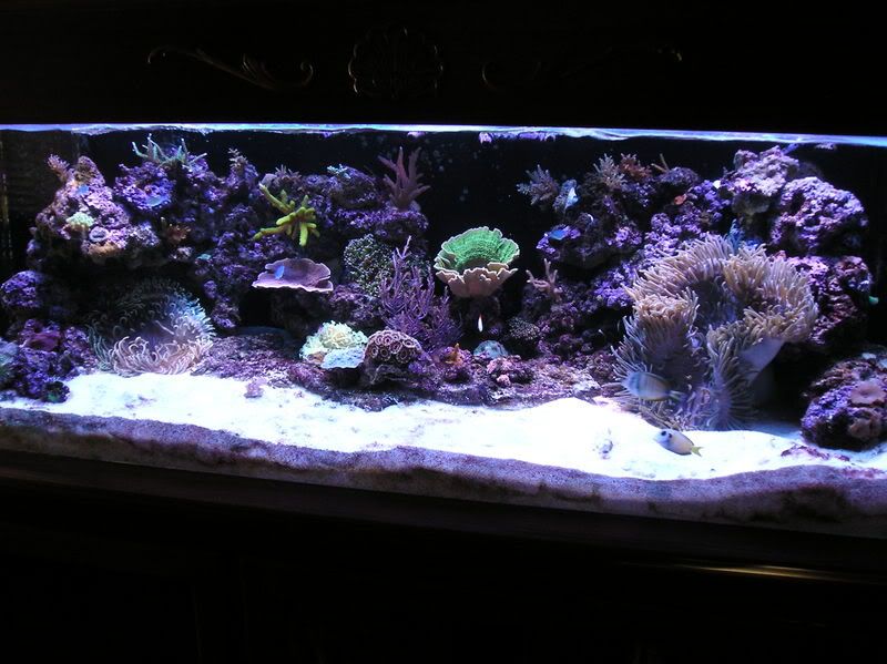 sand dwelling anemone as